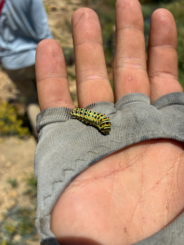 iNaturalist observation photo of Anise Swallowtail