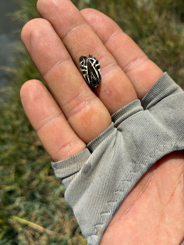 iNaturalist observation photo of Arctiina