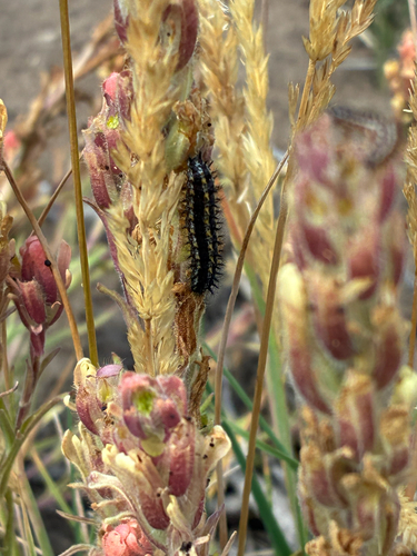 iNaturalist observation photo of Leanira Checkerspot