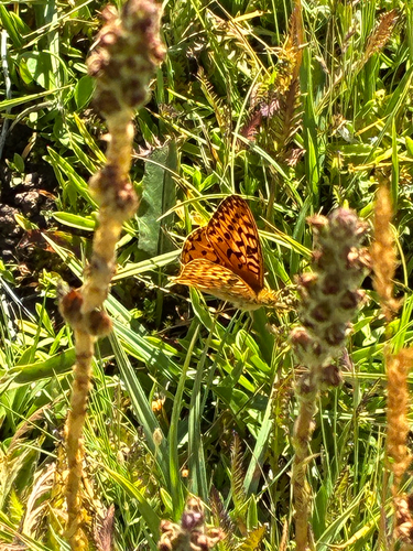 iNaturalist observation photo of Greater Fritillaries