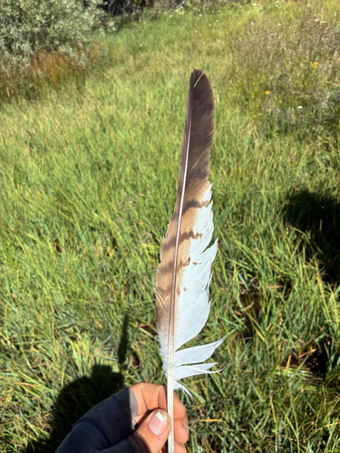 iNaturalist observation photo of Red-tailed Hawk