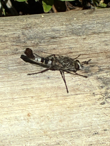 iNaturalist observation photo of Flower-loving Flies