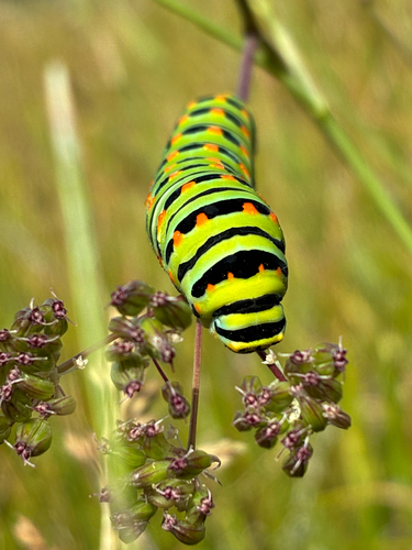 iNaturalist observation photo of Common Swallowtails