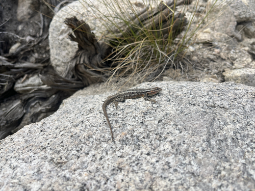 iNaturalist observation photo of Common Sagebrush Lizard
