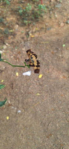 Common Picture Wing