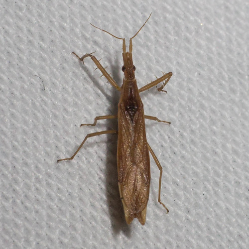 Peronists Insect Genus Pnirontis · iNaturalist
