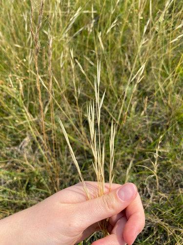 Western Porcupine Grass