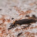 Felt Clothes Moth - Photo (c) Pierre-Henri Fabre, all rights reserved, uploaded by Pierre-Henri Fabre