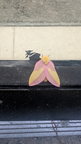 Rosy Maple Moth