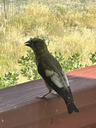 Evening Grosbeak