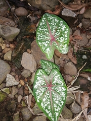 Caladium bicolor image