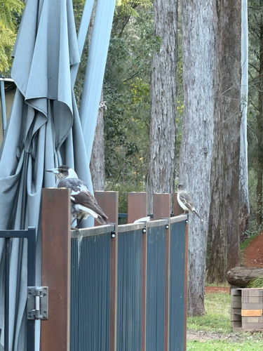 Australian Magpie