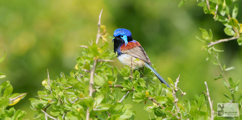 Purple-backed Fairywren