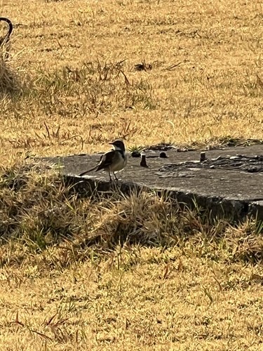 Common Cape Wagtail