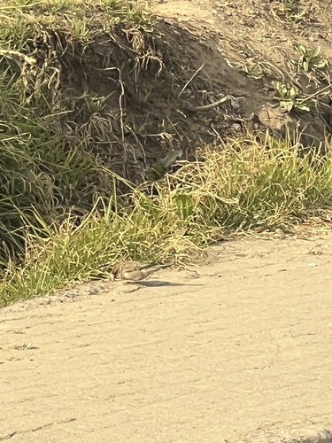 House Sparrow