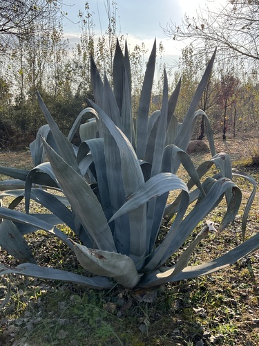 American century plant