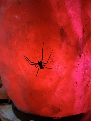 Unknown Species