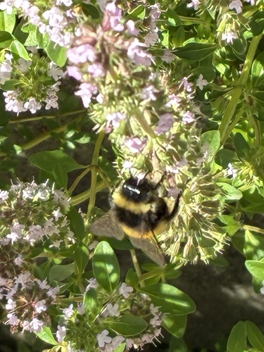 Bumble Bees