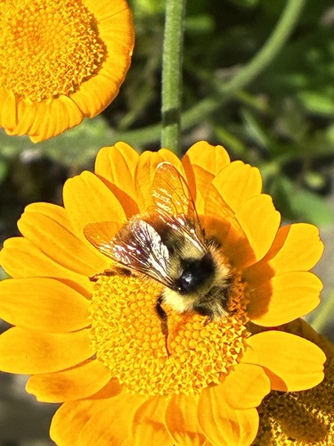 Bumble Bees
