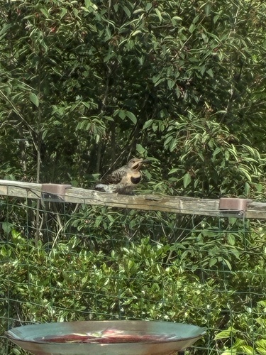 Northern Flicker