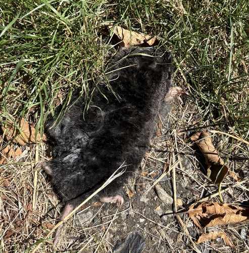 Townsend's Mole observed by tessnp