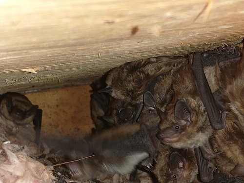 Evening Bat observed by bloodmoonblaze