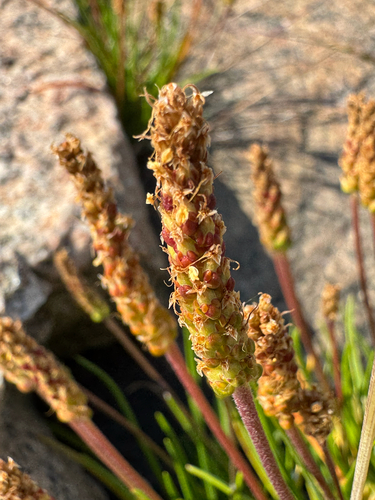 Sea Plantain