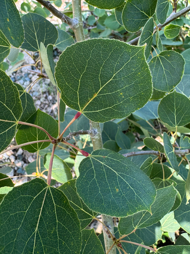 quaking aspen