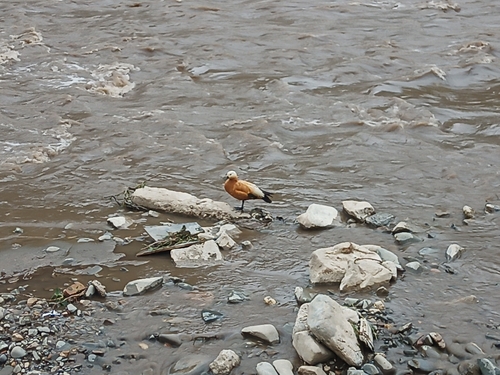 Ruddy Shelduck