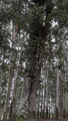 Paraná Araucaria