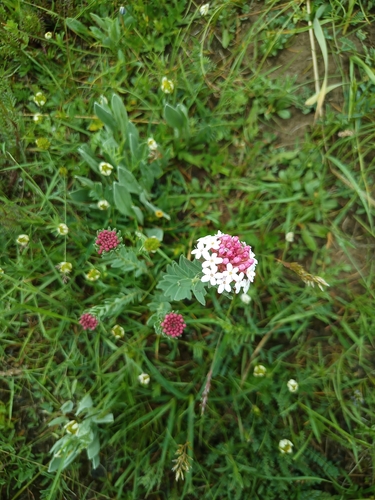 Chinese Stellera