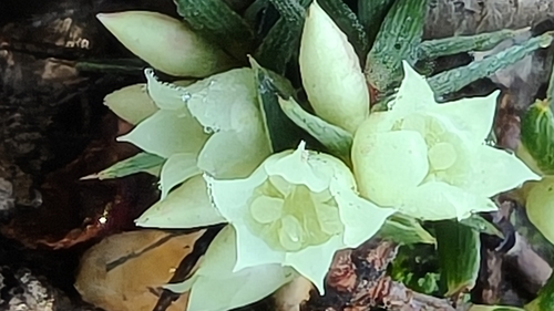 urn heath