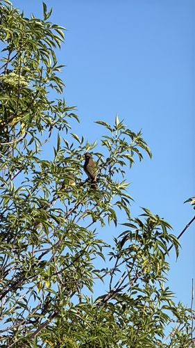 Brown Honeyeater
