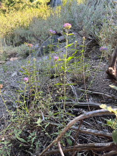 iNaturalist observation photo of mountain coyote mint