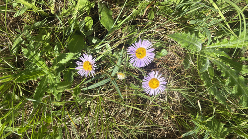 aspen fleabane