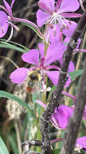 Forest Bumble Bee