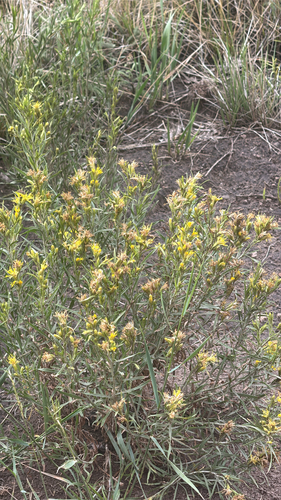 Parry's Goldenbush