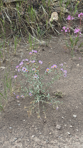 Bigelow's Tansyaster