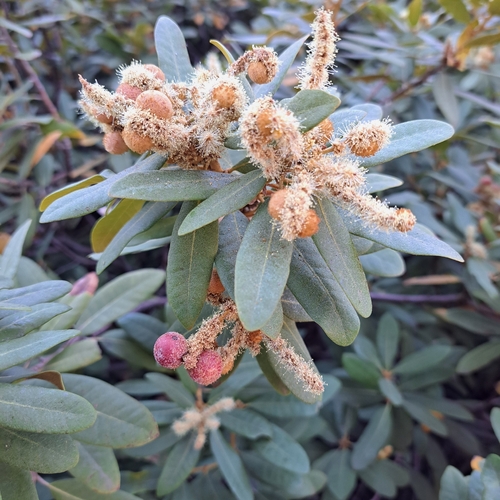 iNaturalist observation photo of Chinquapin Flower Gall Wasp