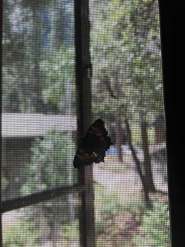 iNaturalist observation photo of California Tortoiseshell