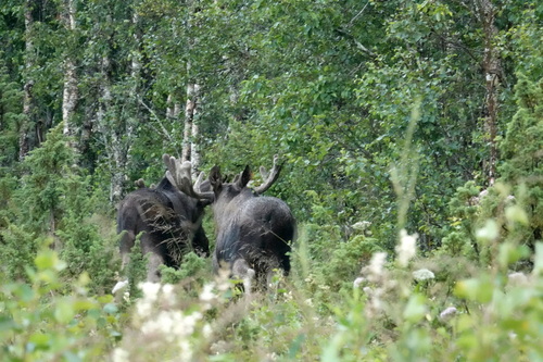 Moose