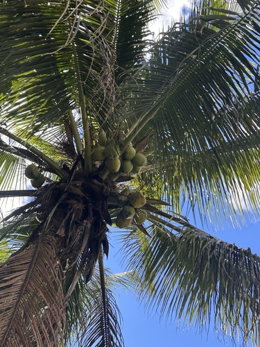 coconut palm