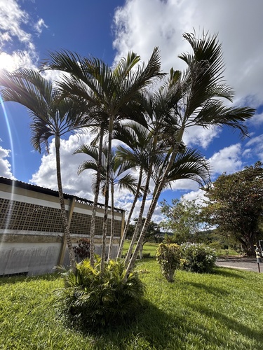 Areca Palm