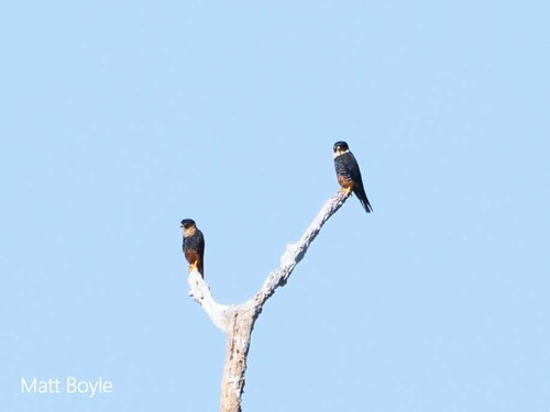 Bat Falcon