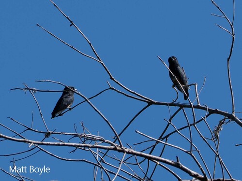 Swallow-winged Puffbird