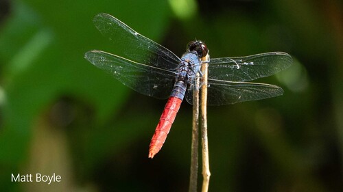 Flame-tailed Pondhawk