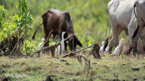 Western Cattle-Egret