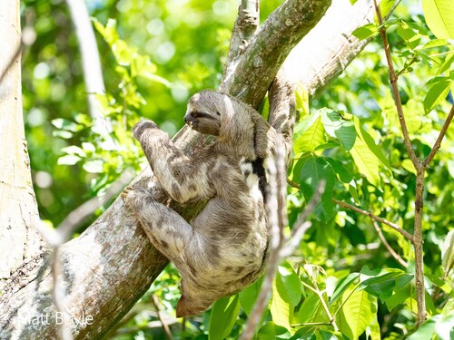 Tapajos Three-toed Sloth