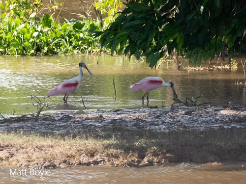 Roseate Spoonbill