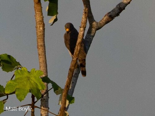 Roadside Hawk
